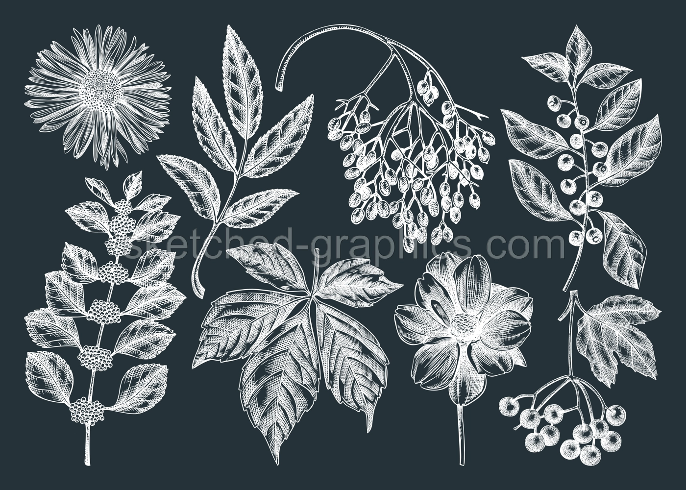Hand-sketched autumn plants collection on chalkboard. Elegant floral sketch art. Hand-drawn fall leaves, berries, flowers sketches set. For autumn invitations, cards, wall art, print, poster. Illustration